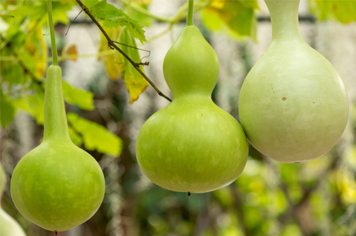 Manfaat Labu Air sebagai Sumber Nutrisi dan Pengobatan
